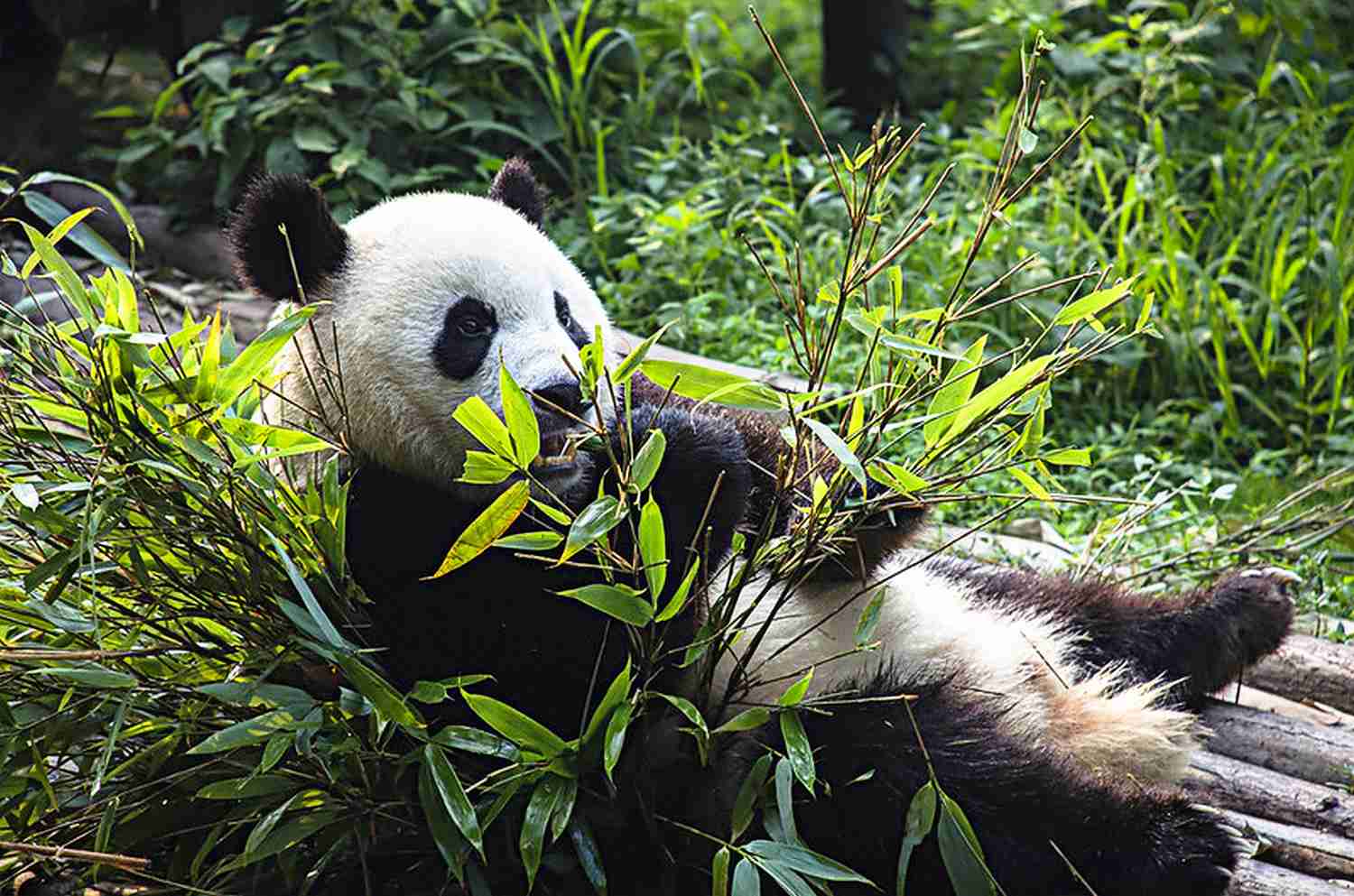 panda von pandamode